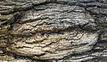 Wood texture macro on tree photo