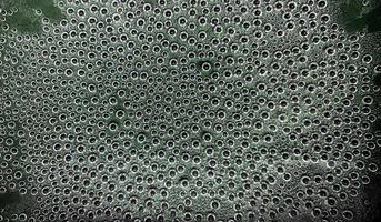 Bubbles. Tripophobia. Texture macro photo