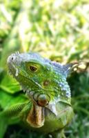 Iguanas are a genus of lizards that live in the tropics of Central America, South America and the Caribbean islands. These lizards were first described by an Austrian zoologist ,macro wallpaper,iguana photo