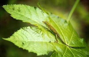 Iguanas are a genus of lizards that live in the tropics of Central America, South America and the Caribbean islands. These lizards were first described by an Austrian zoologist ,macro wallpaper,iguana photo