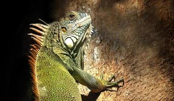 Las iguanas son un género de lagartijas que viven en los trópicos de América Central, América del Sur y las islas del Caribe. estos lagartos fueron descritos por primera vez por un zoólogo austríaco, papel tapiz macro, iguana foto