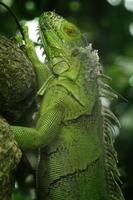 Iguanas are a genus of lizards that live in the tropics of Central America, South America and the Caribbean islands. These lizards were first described by an Austrian zoologist ,macro wallpaper,iguana photo