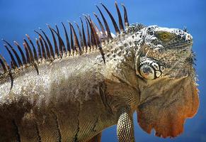 Iguanas are a genus of lizards that live in the tropics of Central America, South America and the Caribbean islands. These lizards were first described by an Austrian zoologist ,macro wallpaper,iguana photo