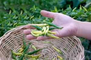 Thai people pick chili peppers that are planted in the garden behind the house to cook. in the concept of kitchen garden vegetables, sufficiency economy, seasonings, herbs photo