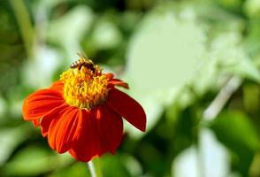 A bee sucking on the nectar of a Mexican sunflower. which is a cluster and spread petals stay around like a sunflower covered with fish scale ornaments. photo