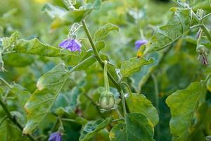 Organic eggplant plantation plots that are grown by Thai villagers in the backyard for cooking. Soft and selective focus. photo