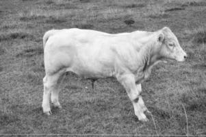 becerro bovino blanco en el prado en blanco negro tomado. animales de granja para la producción de carne foto