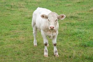 White cow calf on the meadow. Farm animal for meat production. Stronger hoofed animal photo