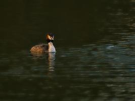 The Great Crested Grebe was Bird of the Year 2001 in Germany and Austria photo