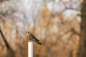 Bustard sits on a pole in a field with trees in the background. Animal photo