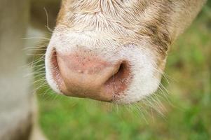 Snout of a white cow. Farm animal for meat production. Stronger hoofed animal photo
