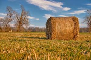 A bale of hay in a meadow. Harvest was brought in. Blue sky with white clouds. photo