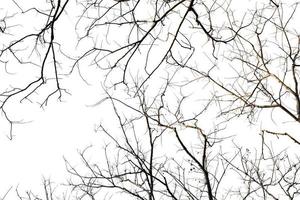 Tree branches on a white background photo