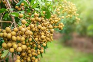 Longan on a tree in the garden photo