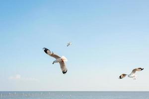 Seagulls flying in the sea photo