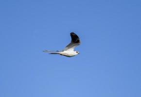 White Tailed Kite photo