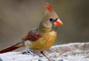 ave cardenal hembra foto