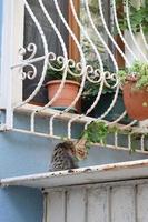 lindo retrato de gato.hermoso gato callejero con ojos verdes está mirando a la cámara. adoptar una mascota. foto