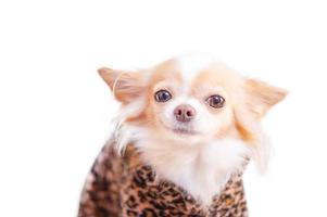 A white and red chihuahua dog in a fur coat with a leopard print. A dog of a small breed. photo