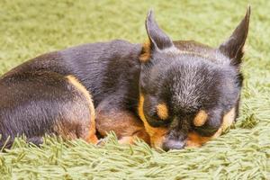 Chihuahua is sleeping on a green blanket. Dog close-up macro photo of mini breed. A pet, an animal.
