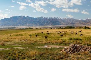 pasture in the mountains, cows and sheep graze in a green meadow on a background of mountains. photo