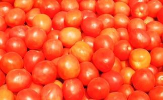 tomates fondo rojo fresco alimentos orgánicos foto