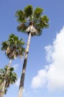 Tampa City Tall Palm Trees photo