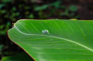 Dew Drop on the Banana Leaf for Natural Concept Background photo