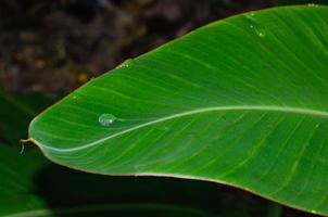 Dew Drop on the Banana Leaf for Natural Concept Background photo