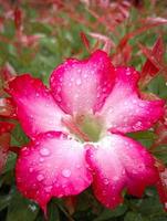 pink flowers with fresh water dressing photo