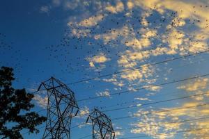 Many Bird on a wire photo