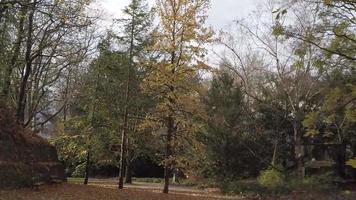 autumn leaves falling from the trees video