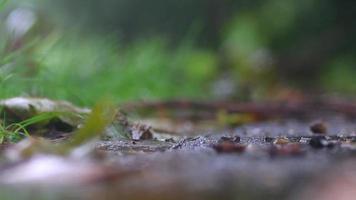 chuva de outono. vegetação e detalhes de gotas de água em um dia chuvoso de outono no parque video