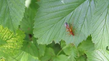 wild vliegend insect jumping Aan groen bladeren video