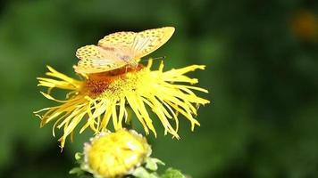 mariposa marrón alimentándose con néctar de plantas amarillas silvestres video
