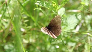 borboleta marrom alimentando-se com néctar em plantas amarelas selvagens video