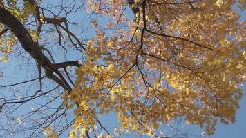 hojas de otoño cayendo de los árboles video