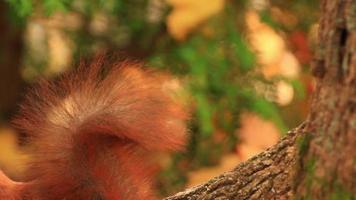 Eurasian red squirrel climbing on tree and eating acorn video