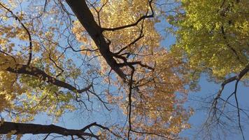 herfst bladeren vallend van de bomen video