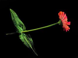 Flower zinnia red isolated on black background photo