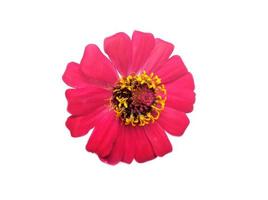 Flower zinnia red isolated on black background photo