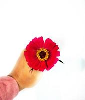 Flower zinnia red isolated on black background photo