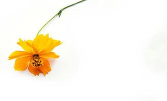 Orange cosmos flower isolated on white background photo