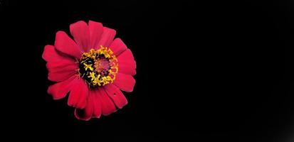 Flower zinnia red isolated on black background photo