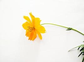 Orange cosmos flower isolated on white background photo