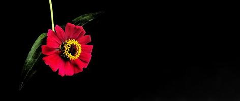 Flower zinnia red isolated on black background photo