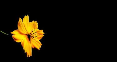 Orange cosmos flower isolated on white background photo