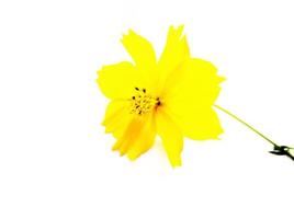 Orange cosmos flower isolated on white background photo