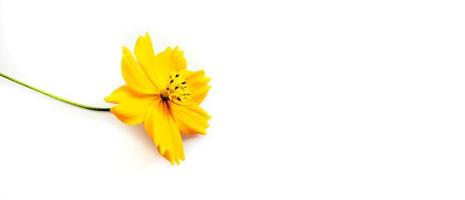 Orange cosmos flower isolated on white background photo