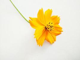 Orange cosmos flower isolated on white background photo